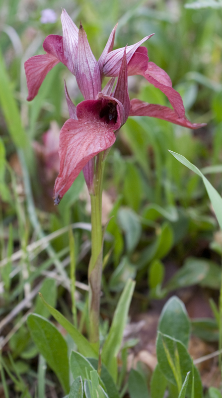 Orchidee da determinare.